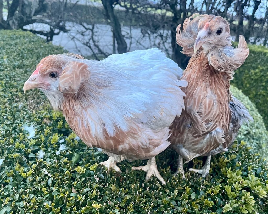 Sierkippen Rits -Araucana