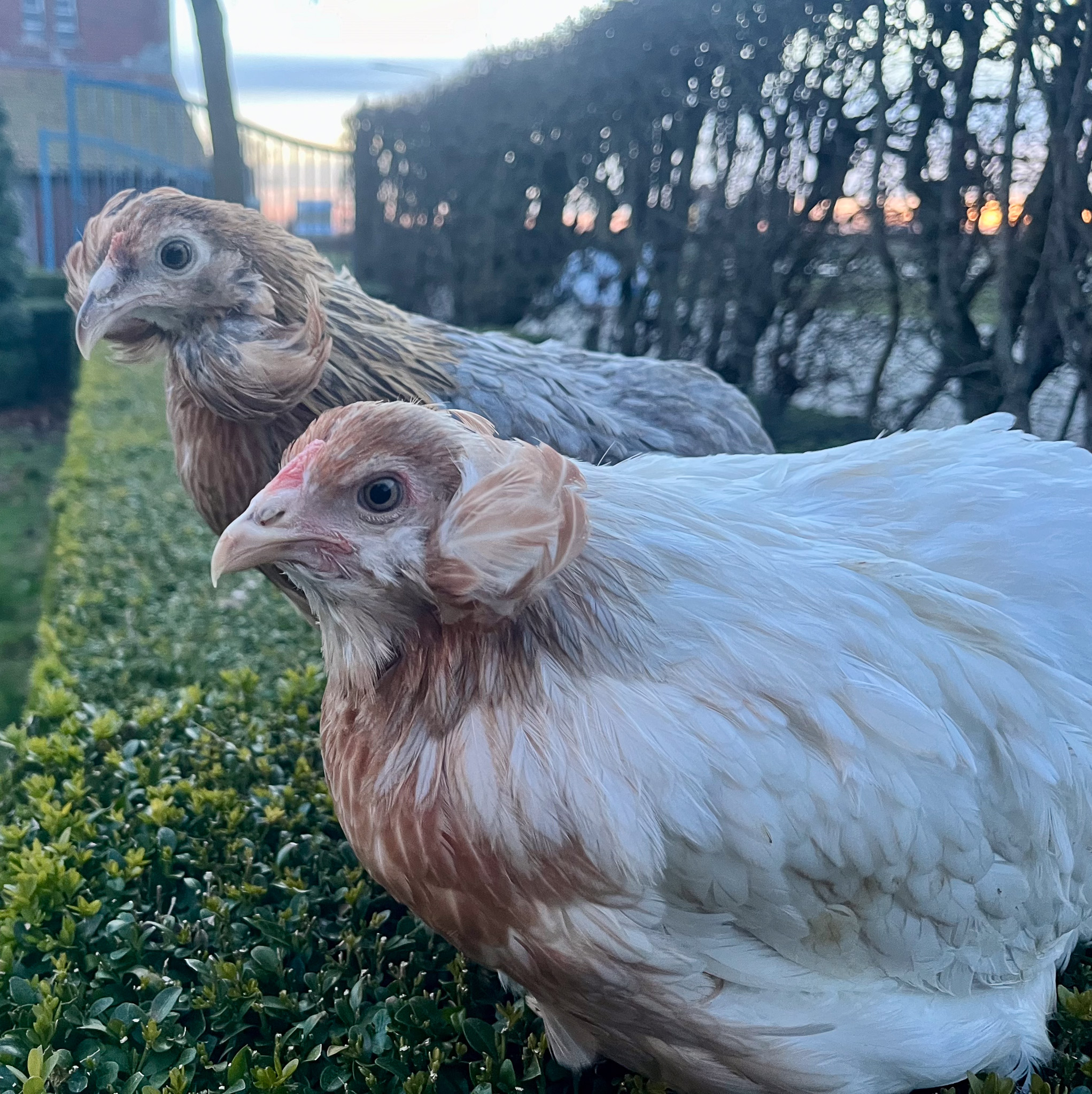 Sierkippen Rits -Araucana