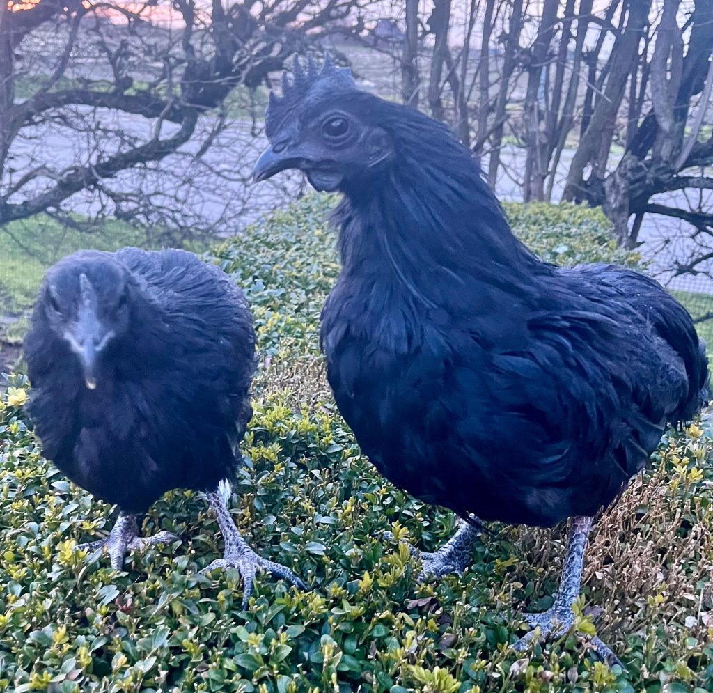 Sierkippen Rits -Ayam Cemani