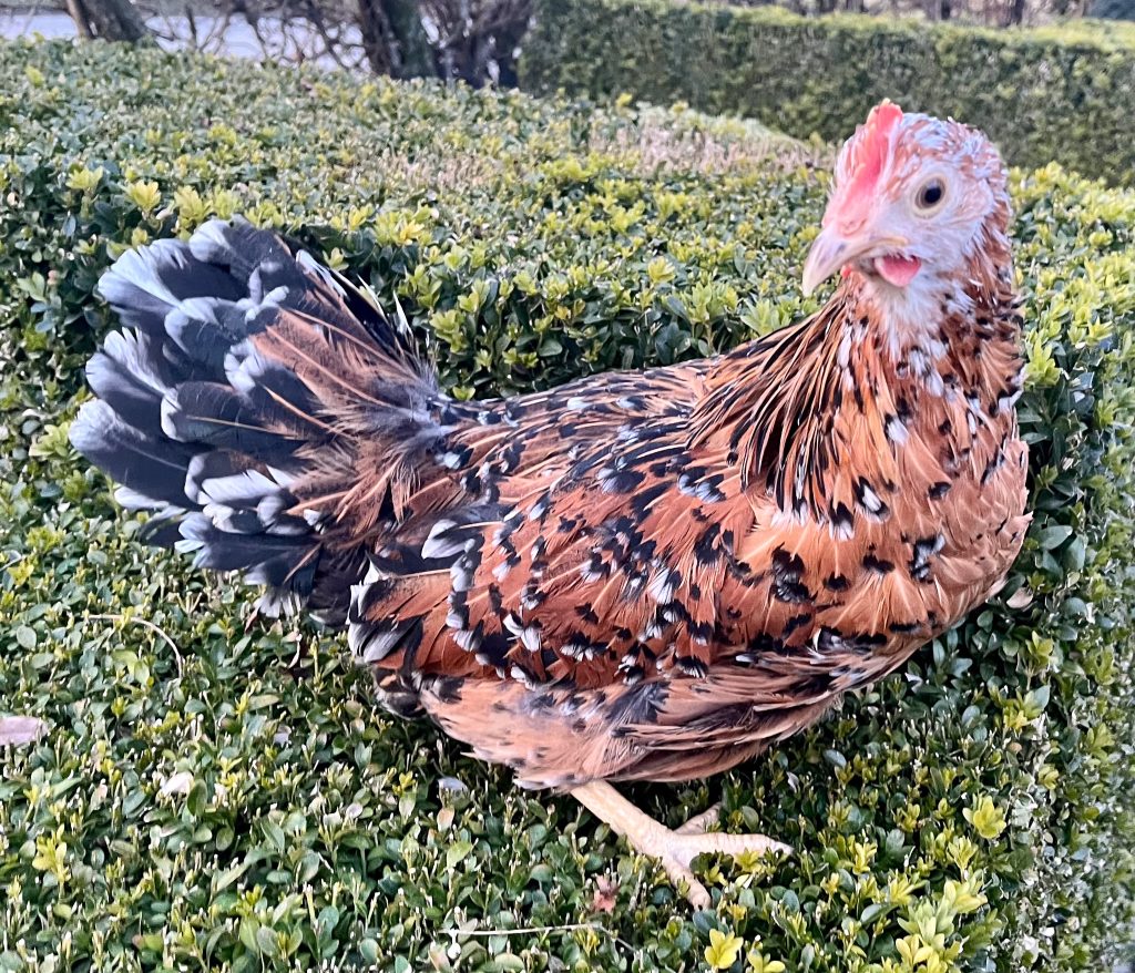 Leghorn Kippen bij De Meidoornhoeve